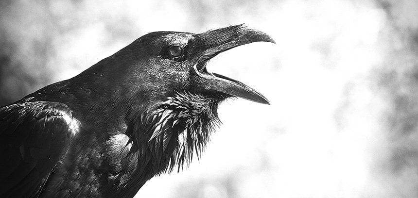 Link11 warnt: DDoS-Erpresser von Stealth Ravens machen mit Mirai-Botnetz ernst